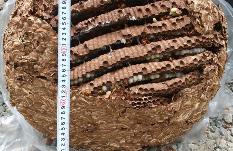 宝塚市のハチ駆除を最短即日施工で、平尾防虫管理が承ります。